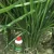 Agrinex 1L Paddy Organic Fertilizer (Paddy Yield Enhancer)